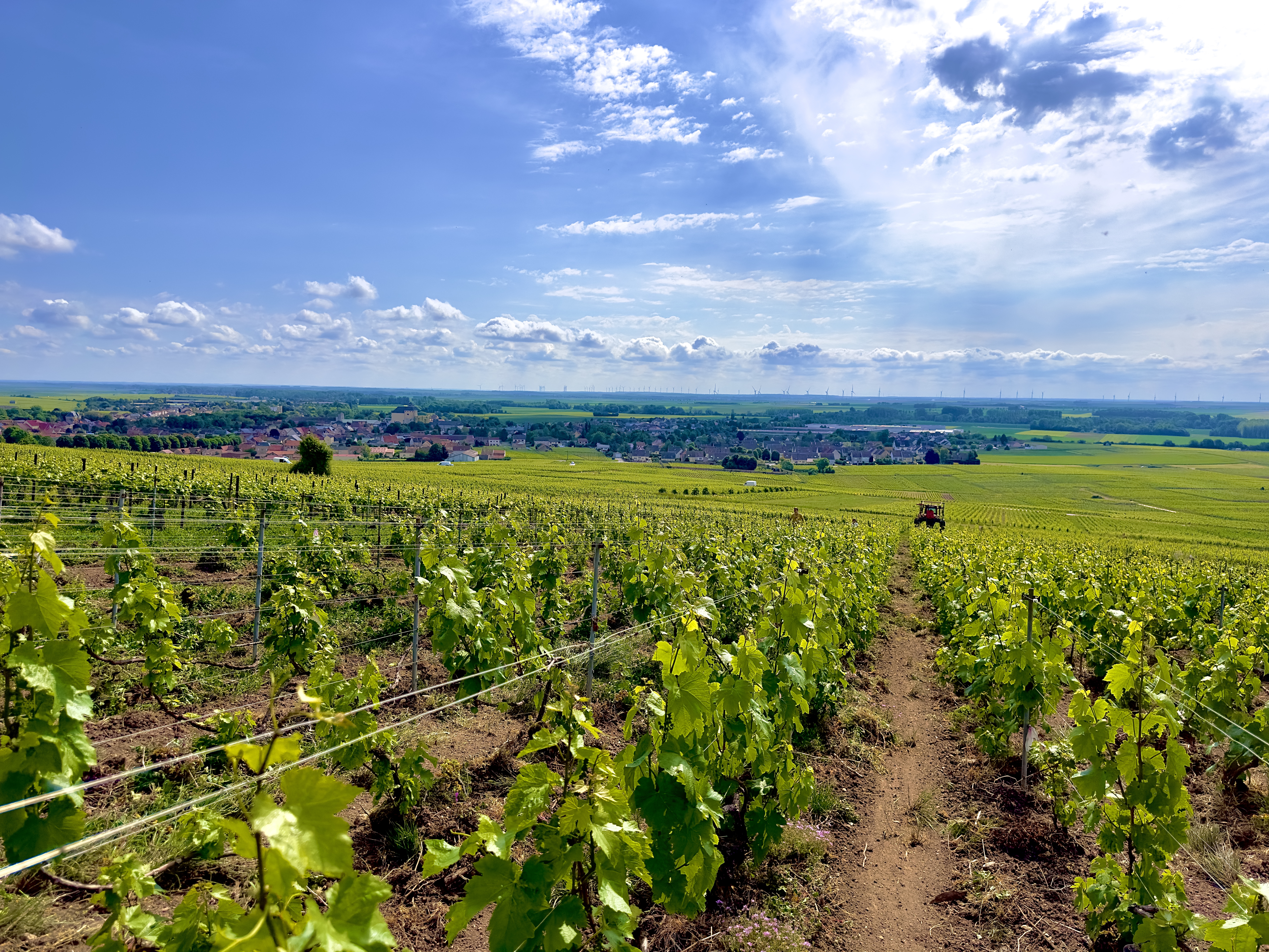 Démarche écologique — vignobles